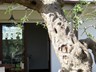 09 - The Olive Tree Trullo - Garden