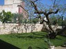 04 - Trullo dell'Ulivo - Giardino